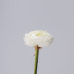 Meet your Posher, Belisa